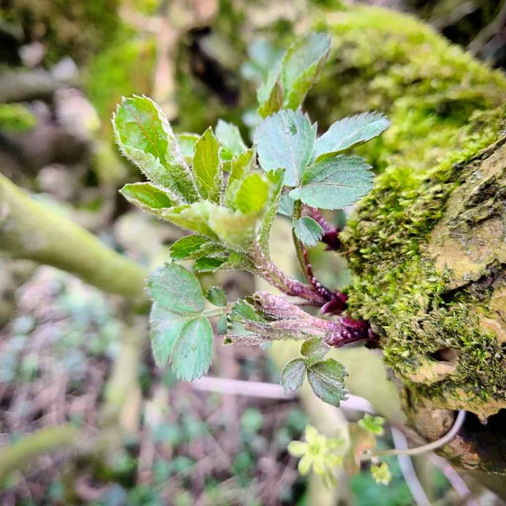 17th March 2019