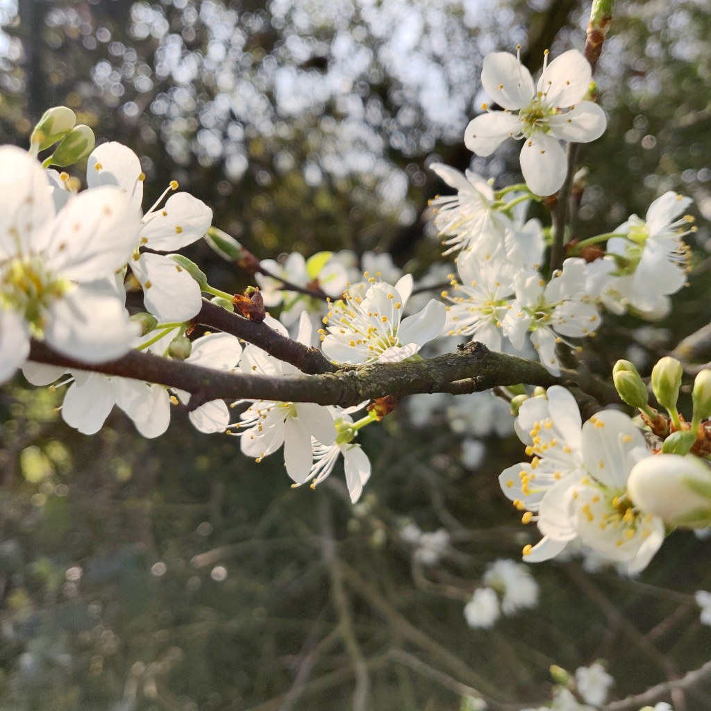 1st April 2019