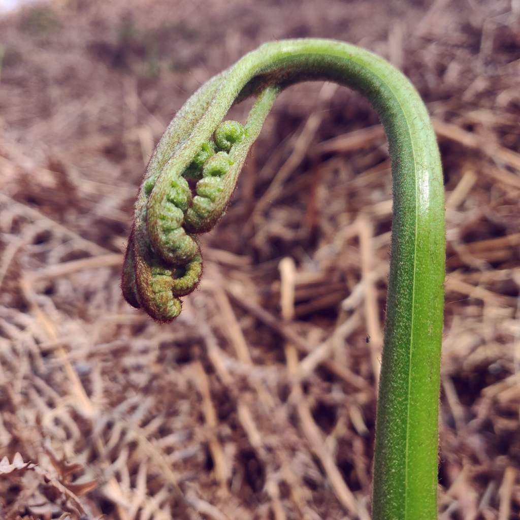 12th April 2020