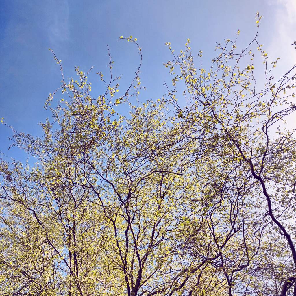 16th April 2020