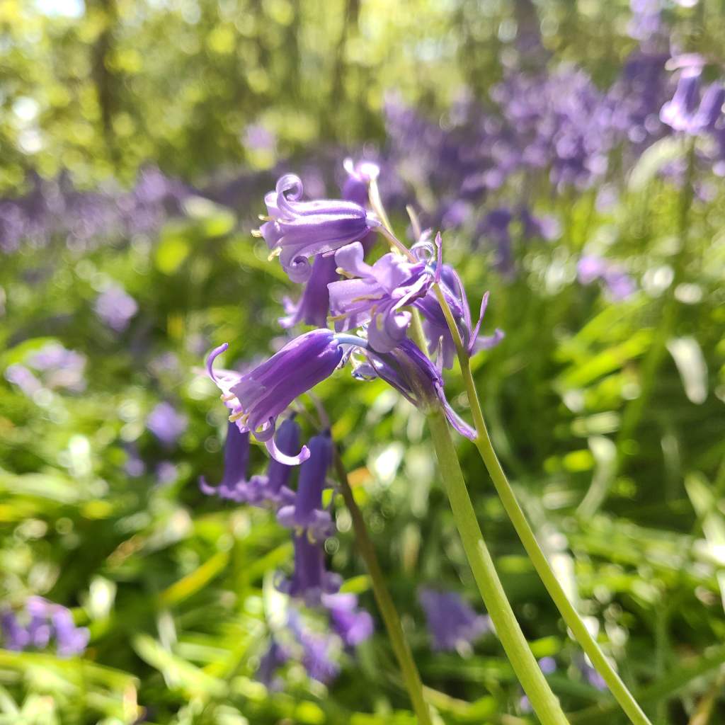 25th April 2020