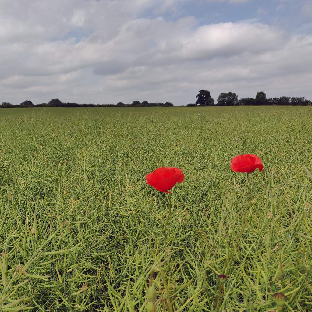8th June 2020