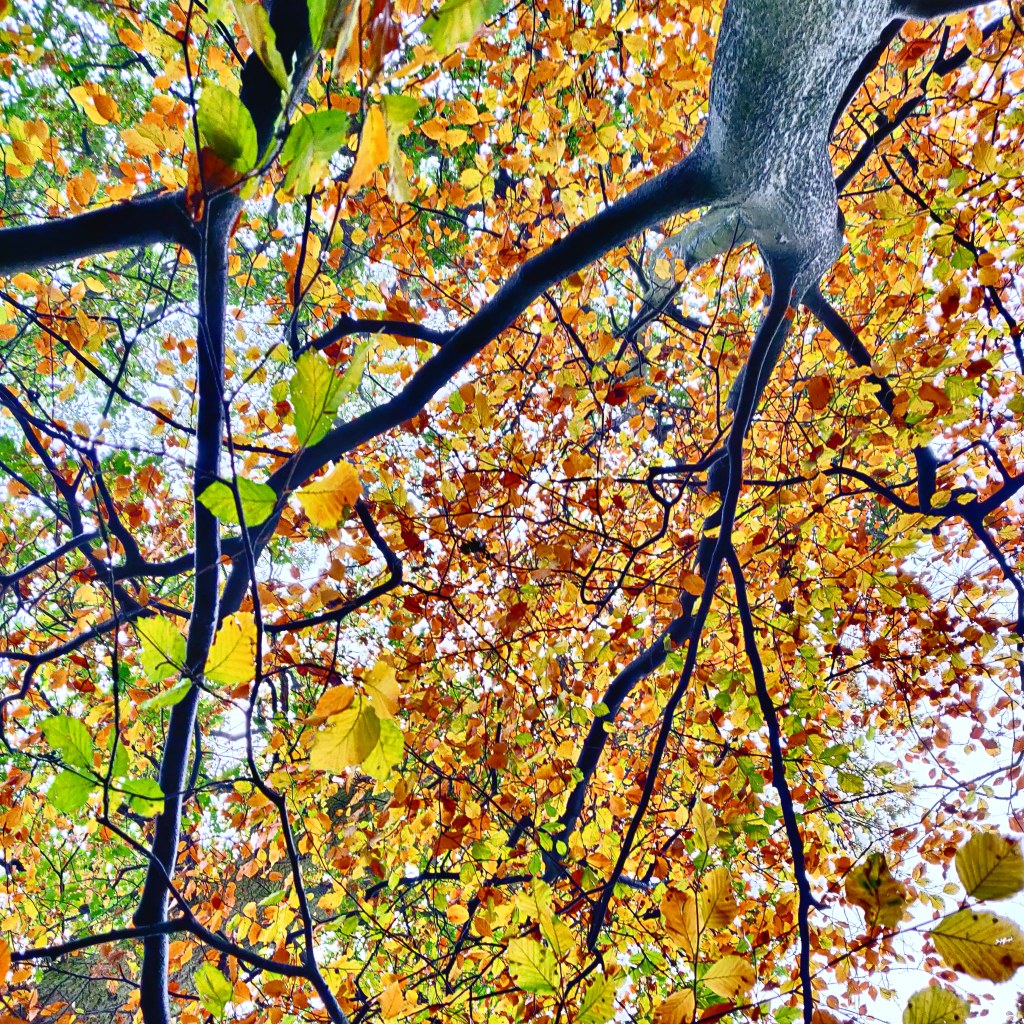 12th November 2020